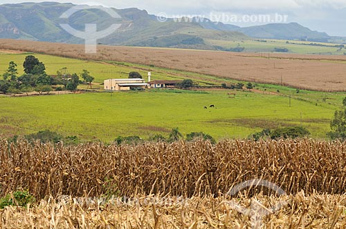  Assunto: Plantação de milho em uma propriedade rural no entorno da Serra da Canastra / Local: São João Batista do Glória - Minas Gerais (MG) - Brasil / Data: 03/2013 