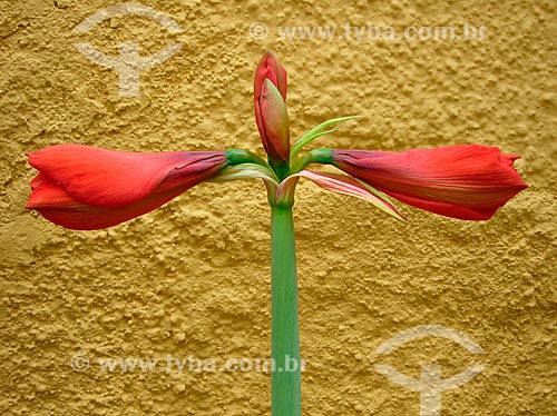  Assunto: Flor da Amaryllis (Amaryllis belladonna) / Local: Porto Alegre - Rio Grande do Sul (RS) - Brasil / Data: 2009 