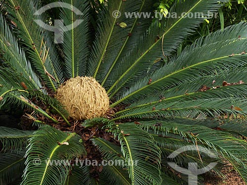  Assunto: Sagu-de-jardim (Cycas revoluta) - também conhecido como Palma de Ramos ou Palmeira Cica - na Praia da Ferrugem / Local: Garopaba - Santa Catarina (SC) - Brasil / Data: 2012 