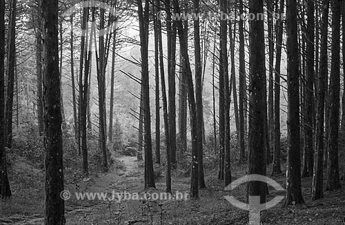  Assunto: Árvores no Parque das Sequóias / Local: Canela - Rio Grande do Sul (RS) - Brasil / Data: 2003 