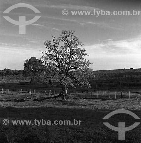  Assunto: Ombú (Phytolacca dioica) - também conhecida como Umbú - na Fazenda Santa Cândida / Local: Bagé - Rio Grande do Sul (RS) - Brasil / Data: 1982 