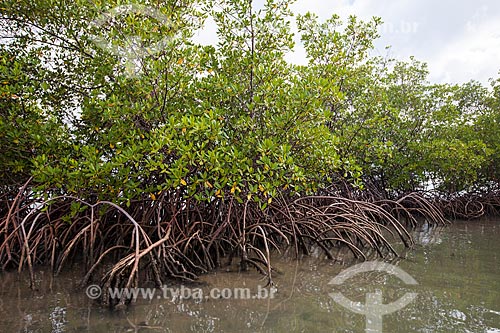  Assunto: Mangue-vermelho (Rhizophora mangle) na Lagoa de Guaraíras - também conhecida como Lagoa do Tibau / Local: Distrito de Pipa - Tibau do Sul - Rio Grande do Norte (RN) - Brasil / Data: 03/2013 