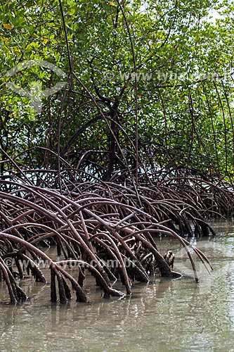  Assunto: Mangue-vermelho (Rhizophora mangle) na Lagoa de Guaraíras - também conhecida como Lagoa do Tibau / Local: Distrito de Pipa - Tibau do Sul - Rio Grande do Norte (RN) - Brasil / Data: 03/2013 