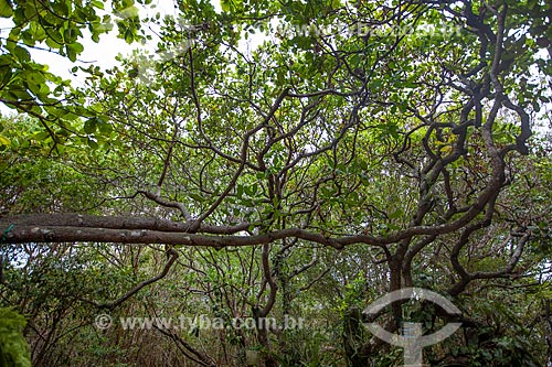  Assunto: Vegetação onde cohabitam, entre outros, o cipó, angélica e pau-ferro, no Santuário Ecológico de Pipa / Local: Distrito de Pipa - Tibau do Sul - Rio Grande do Norte (RN) - Brasil / Data: 03/2013 