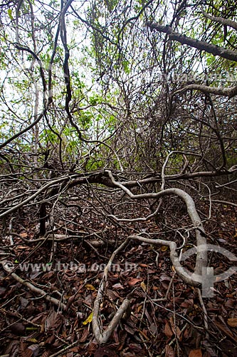  Assunto: Vegetação onde cohabitam, entre outros, o cipó, angélica e pau-ferro, no Santuário Ecológico de Pipa / Local: Distrito de Pipa - Tibau do Sul - Rio Grande do Norte (RN) - Brasil / Data: 03/2013 