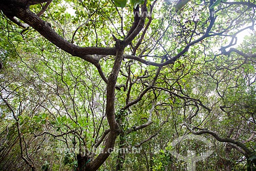  Assunto: Vegetação onde cohabitam, entre outros, o cipó, angélica e pau-ferro, no Santuário Ecológico de Pipa / Local: Distrito de Pipa - Tibau do Sul - Rio Grande do Norte (RN) - Brasil / Data: 03/2013 