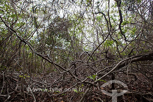  Assunto: Vegetação onde cohabitam, entre outros, o cipó, angélica e pau-ferro, no Santuário Ecológico de Pipa / Local: Distrito de Pipa - Tibau do Sul - Rio Grande do Norte (RN) - Brasil / Data: 03/2013 