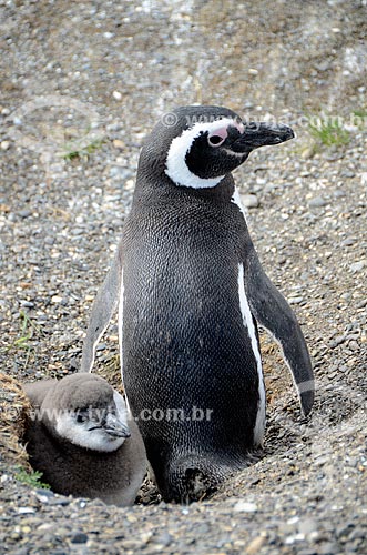  Assunto: Pinguim-de-magalhães (Spheniscus magellanicus) com filhote na Isla Martillo (Ilha Martillo) / Local: Ushuaia - Província Terra do Fogo - Argentina - América do Sul / Data: 01/2012 