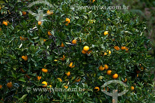  Assunto: Laranjas ainda na Laranjeira (Citrus sinensis) / Local: Rio Grande do Sul (RS) - Brasil / Data: 05/2013 
