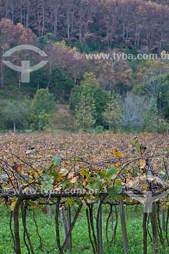  Assunto: Plantação de uvas na Serra Gaúcha / Local: Rio Grande do Sul (RS) - Brasil / Data: 05/2013 