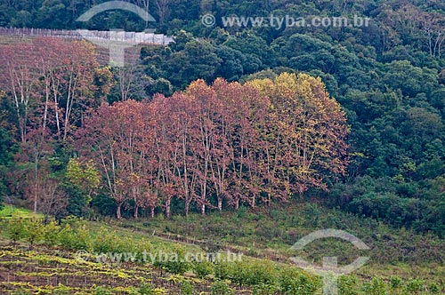 Assunto: Vegetação na Serra Gaúcha / Local: Rio Grande do Sul (RS) - Brasil / Data: 05/2013 