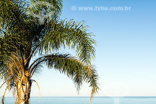 Assunto: Palmeira na Praia da Armação do Pântano do Sul / Local: Florianópolis - Santa Catarina (SC) - Brasil / Data: 06/2013 