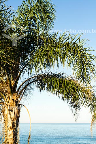  Assunto: Palmeira na Praia da Armação do Pântano do Sul / Local: Florianópolis - Santa Catarina (SC) - Brasil / Data: 06/2013 