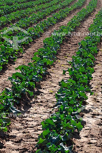  Assunto: Plantação de brócolis / Local: São José do Rio Preto - São Paulo (SP) - Brasil / Data: 05/2013 