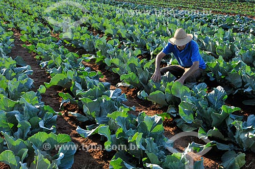  Assunto: Trabalhador rural na plantação de couve-flor / Local: São José do Rio Preto - São Paulo (SP) - Brasil / Data: 05/2013 