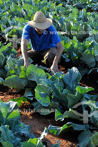  Assunto: Trabalhador rural na plantação de couve-flor / Local: São José do Rio Preto - São Paulo (SP) - Brasil / Data: 05/2013 