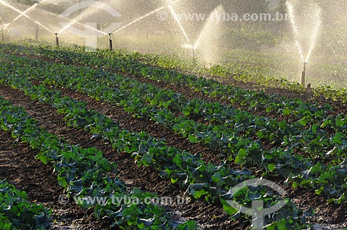  Assunto: Irrigação na plantação de brócolis / Local: São José do Rio Preto - São Paulo (SP) - Brasil / Data: 05/2013 