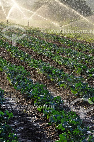  Assunto: Irrigação na plantação de brócolis / Local: São José do Rio Preto - São Paulo (SP) - Brasil / Data: 05/2013 