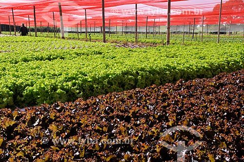  Assunto: Plantação de alface e alface roxa com a técnica hidropônica / Local: São José do Rio Preto - São Paulo (SP) - Brasil / Data: 05/2013 