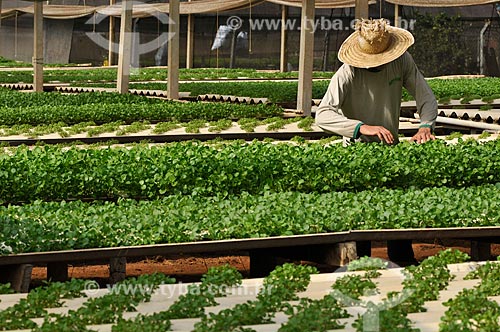  Assunto: Trabalhador rural na plantação de agrião com a técnica hidropônica / Local: São José do Rio Preto - São Paulo (SP) - Brasil / Data: 05/2013 