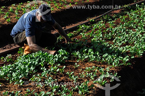  Trabalhador rural na plantação de rúcula  - São José do Rio Preto - São Paulo - Brasil