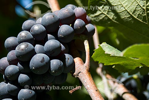  Assunto: Detalhe de parreiral de uva Pinot Noir / Local: Nova Pádua - Rio Grande do Sul (RS) - Brasil / Data: 01/2012 