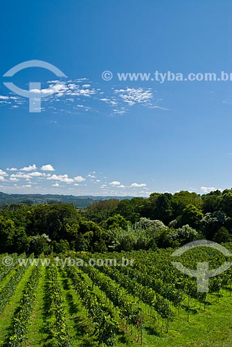  Assunto: Parreiral de uva Pinot Noir / Local: Nova Pádua - Rio Grande do Sul (RS) - Brasil / Data: 01/2012 
