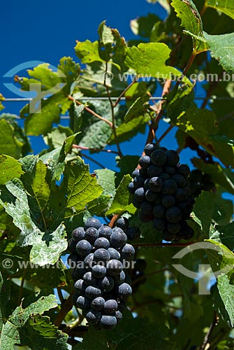  Assunto: Detalhe de parreiral de uva Pinot Noir / Local: Nova Pádua - Rio Grande do Sul (RS) - Brasil / Data: 01/2012 