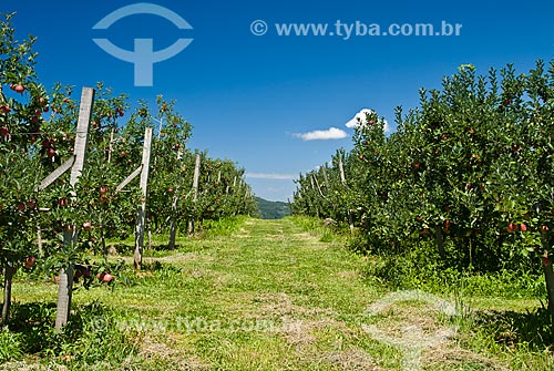  Assunto: Plantação de maçãs tipo Gala / Local: Nova Pádua - Rio Grande do Sul (RS) - Brasil / Data: 01/2012 