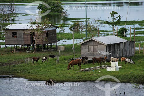  Assunto: Casas às margens do Rio Amazonas próximo à Costa do Tabocal / Local: Manaus - Amazonas (AM) - Brasil / Data: 07/2013 