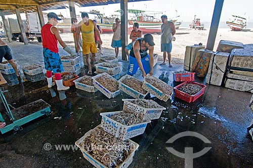  Assunto: Pescadores comercializando camarões / Local: Farol de São Thomé -  Campos dos Goytacazes - Rio de Janeiro (RJ) - Brasil / Data: 06/2013 