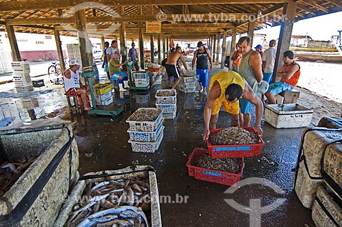  Assunto: Pescadores comercializando camarões / Local: Farol de São Thomé -  Campos dos Goytacazes - Rio de Janeiro (RJ) - Brasil / Data: 06/2013 