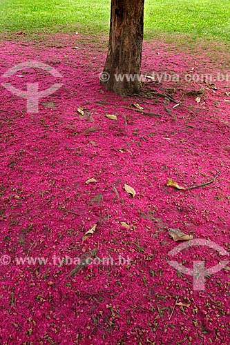  Assunto: Flores de Jambo (Syzygium jambos) no chão / Local: Flamengo - Rio de Janeiro (RJ) - Brasil / Data: 04/2013 