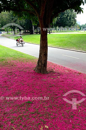  Assunto: Flores de Jambo (Syzygium jambos) no chão ao lado da ciclovia do Parque do Flamengo / Local: Flamengo - Rio de Janeiro (RJ) - Brasil / Data: 04/2013 