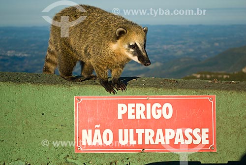  Assunto: Quati-de-cauda-anelada (Nasua nasua) em cima de placa de Não Ultrapassam / Local: Lauro Muller - Santa Catarina (SC) - Brasil / Data: 07/2013 