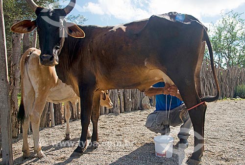  Assunto: Homem ordenhando vaca / Local: Custódia - Pernambuco (PE) - Brasil / Data: 06/2013 