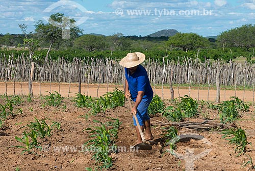  Assunto: Homem carpinando horta de subsistência de milho no vilarejo de Serrote da Cinza / Local: Custódia - Pernambuco (PE) - Brasil / Data: 06/2013 