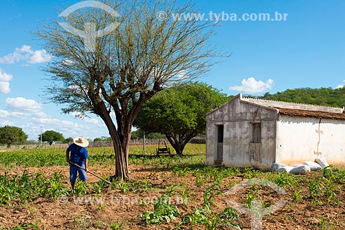  Assunto: Homem carpinando horta de subsistência de milho no vilarejo de Serrote da Cinza / Local: Custódia - Pernambuco (PE) - Brasil / Data: 06/2013 