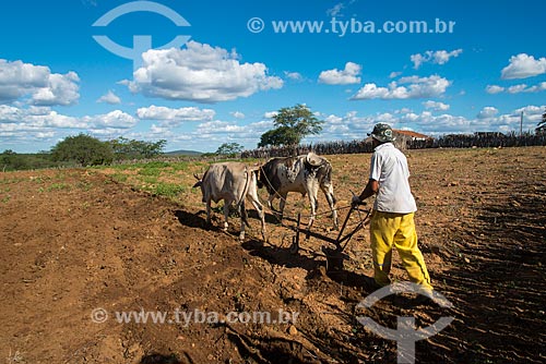  Assunto: Homem arando a terra no vilarejo de Serrote da Cinza / Local: Custódia - Pernambuco (PE) - Brasil / Data: 06/2013 