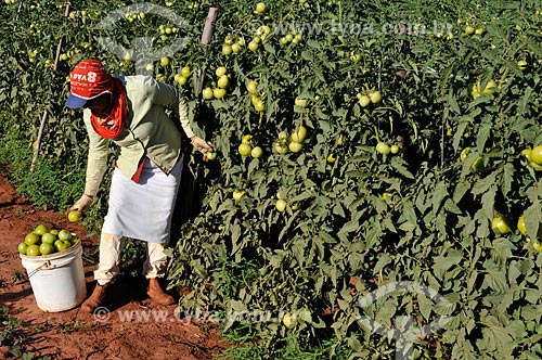  Assunto: Colheita em plantação de Tomate Longa Vida Envarado / Local: Ouroeste - São Paulo (SP) - Brasil / Data: 07/2013 