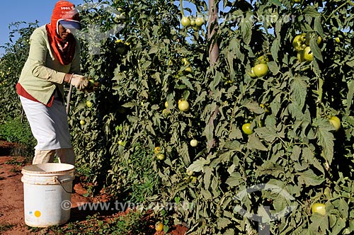  Assunto: Colheita em plantação de Tomate Longa Vida Envarado / Local: Ouroeste - São Paulo (SP) - Brasil / Data: 07/2013 
