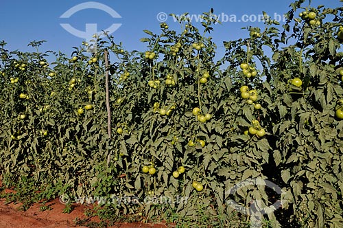  Assunto: Plantação de Tomate Longa Vida Envarado / Local: Ouroeste - São Paulo (SP) - Brasil / Data: 07/2013 
