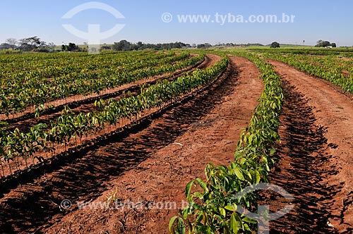  Assunto: Mudas de Seringueiras (Hevea brasiliensis) irrigadas / Local: Ouroeste - São Paulo (SP) - Brasil / Data: 07/2013 