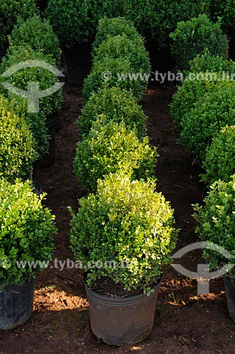  Assunto: Buxo (Buxus sempervirens) - também conhecido como Buxinho - Planta Ornamental  / Local: Potirendaba - São Paulo (SP) - Brasil / Data: 08/2013 