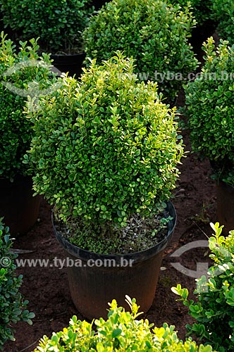 Assunto: Buxo (Buxus sempervirens) - também conhecido como Buxinho - Planta Ornamental  / Local: Potirendaba - São Paulo (SP) - Brasil / Data: 08/2013 