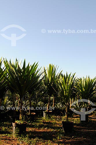  Assunto: Dracena Arbórea (Dracaena arbórea) - Planta ornamental / Local: Potirendaba - São Paulo (SP) - Brasil / Data: 08/2013 
