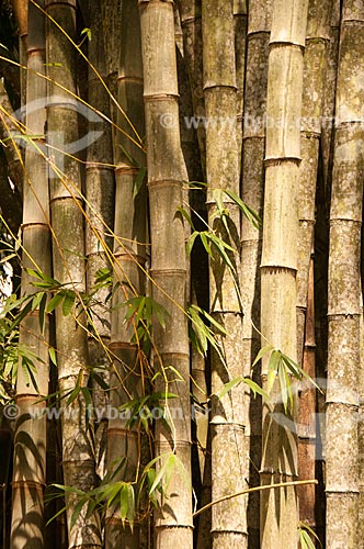  Assunto: Detalhe de Bambu-gigante (Dendrocalamus giganteus) no Jardim Botânico do Rio de Janeiro / Local: Jardim Botânico - Rio de Janeiro (RJ) - Brasil / Data: 08/2011 