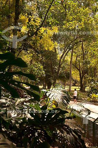  Assunto: Árvores no Jardim Botânico do Rio de Janeiro / Local: Jardim Botânico - Rio de Janeiro (RJ) - Brasil / Data: 08/2011 