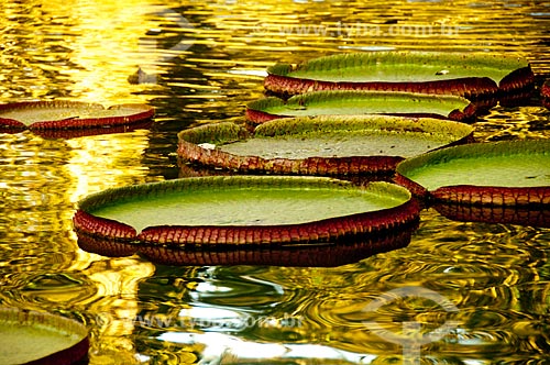  Assunto: Vitória-Régia (Victoria amazonica) no Jardim Botânico do Rio de Janeiro / Local: Jardim Botânico - Rio de Janeiro (RJ) - Brasil / Data: 07/2011 