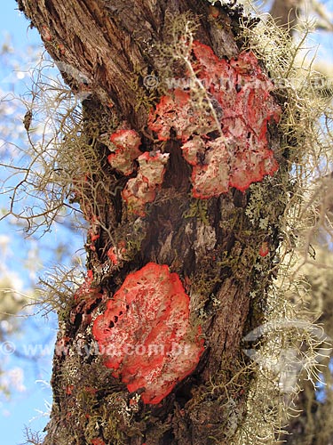  Assunto: Detalhe de tronco de árvore com líquens / Local: Distrito de Conceição de Ibitipoca - Lima Duarte - Minas Gerais (MG) - Brasil / Data: 04/2009 